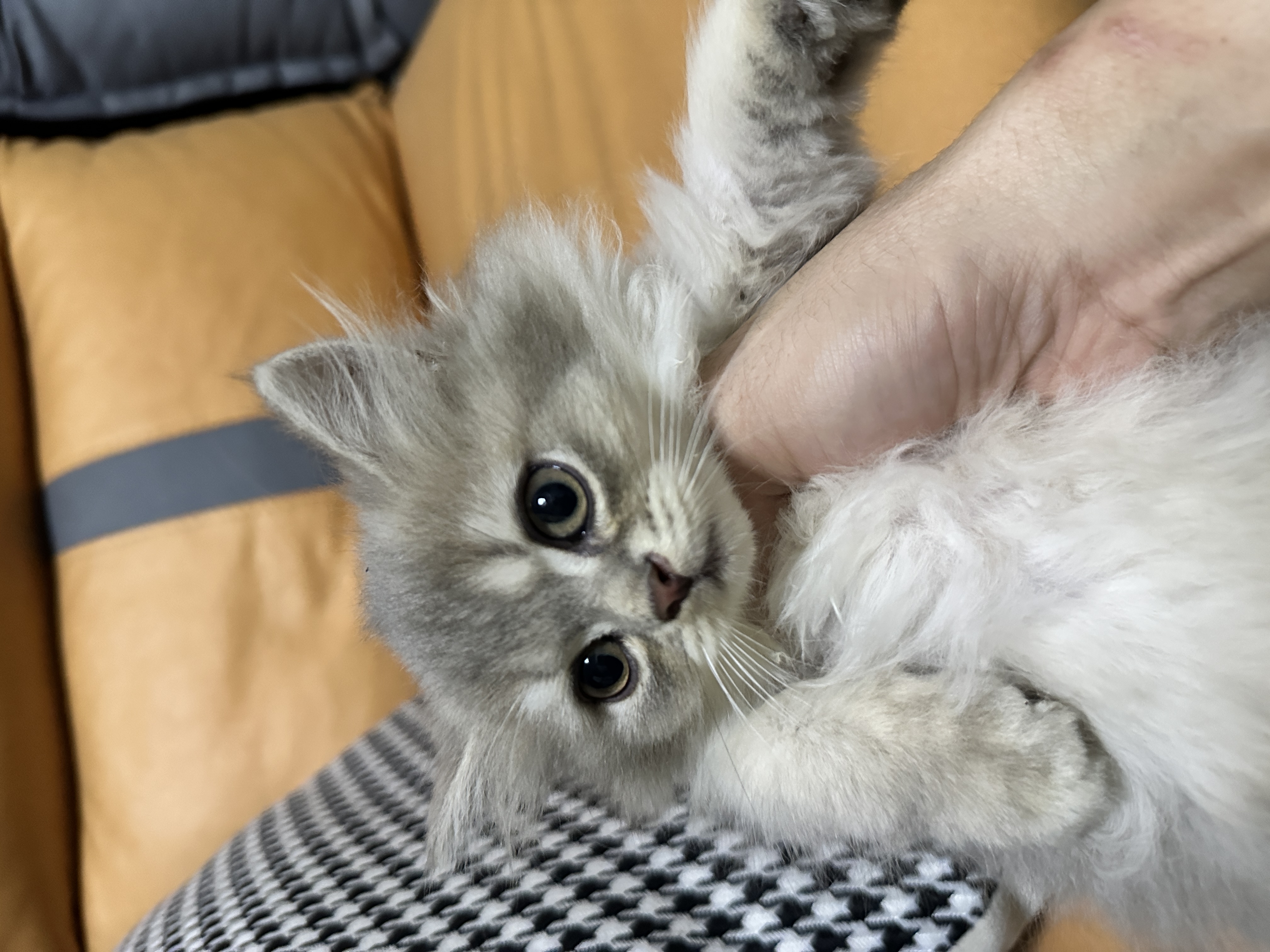 两个多月长毛蓝金乳白高地无病无癣保健康